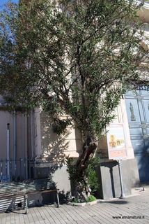 Oleandro Altarello